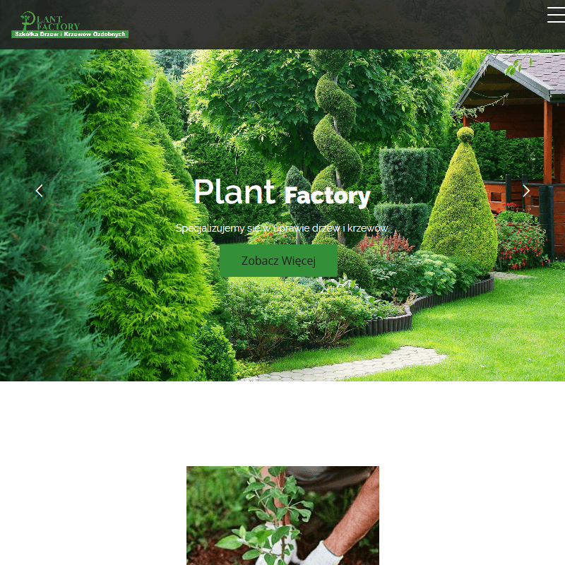 Grójec - sadzonki krzewów z gołym korzeniem